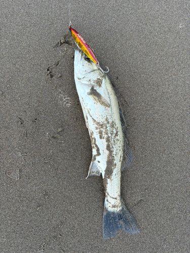 大竹海岸