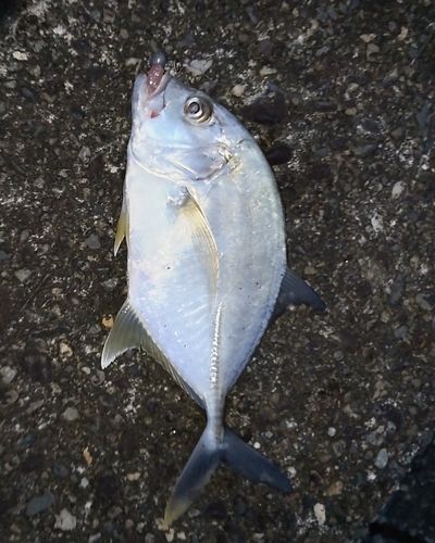 メッキの釣果