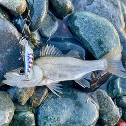 セイゴ（ヒラスズキ）