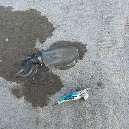 アオリイカ