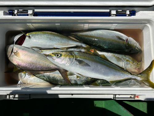 イナダの釣果
