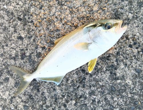 ネリゴの釣果