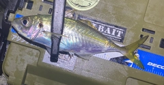 マアジの釣果