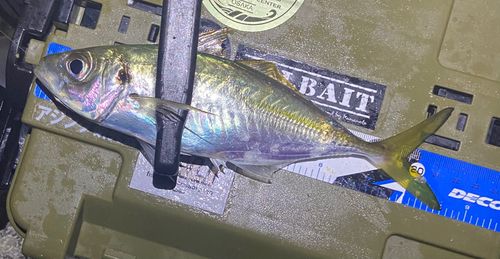 マアジの釣果