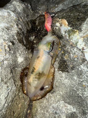 男鹿半島