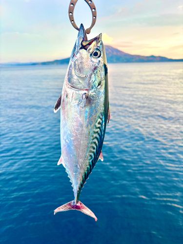 鹿児島湾南部