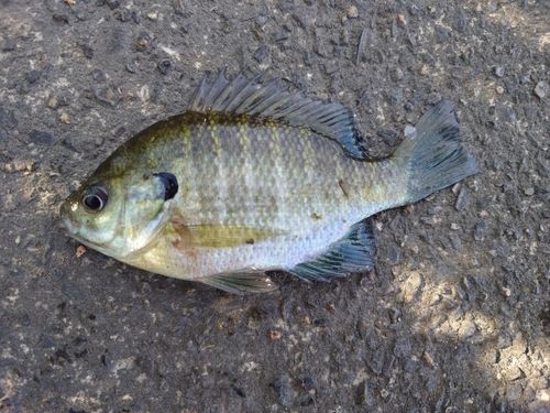 ブルーギルの釣果