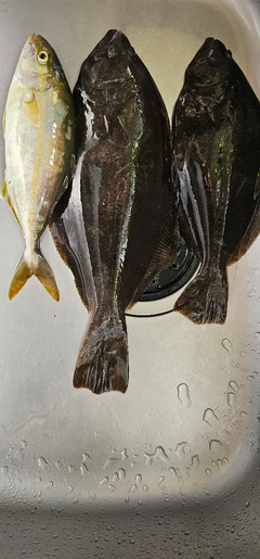 ヒラメの釣果