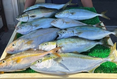 カンパチの釣果