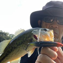 ブラックバス