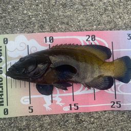 アオノメハタ