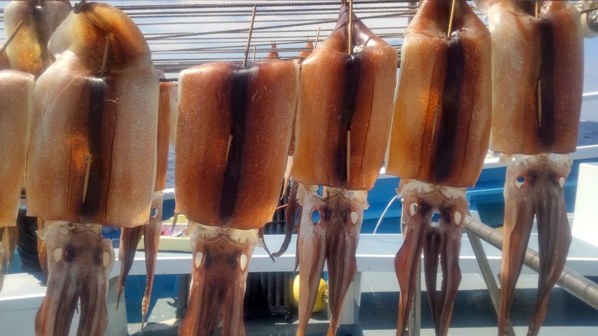 イカ時々魚さんの釣果 2枚目の画像