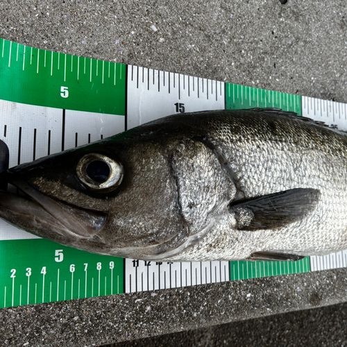 スズキの釣果