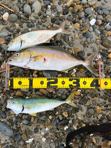 ショゴの釣果