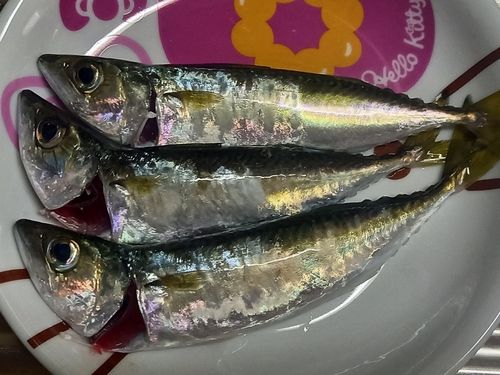 サバの釣果