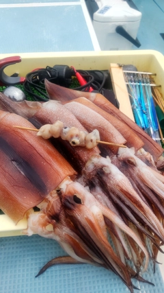 スルメイカの釣果
