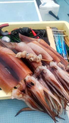 スルメイカの釣果