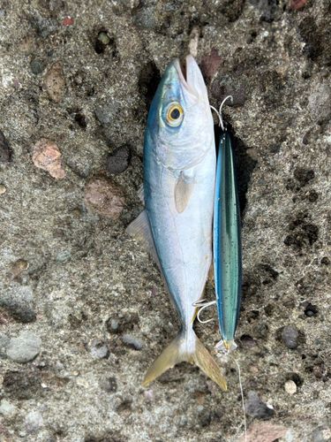 ツバスの釣果