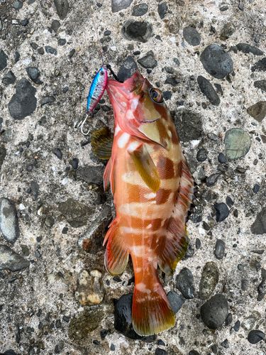 アカハタの釣果