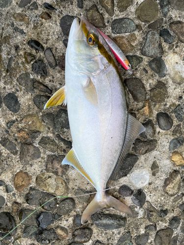 ショゴの釣果