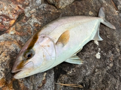 ショゴの釣果