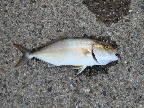 シオの釣果