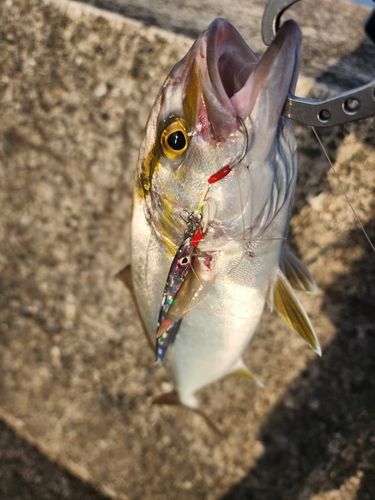 ネリゴの釣果