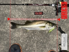 シーバスの釣果