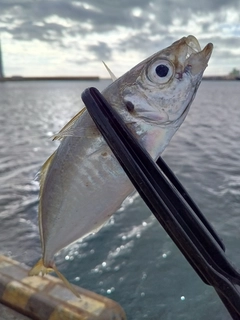 マアジの釣果