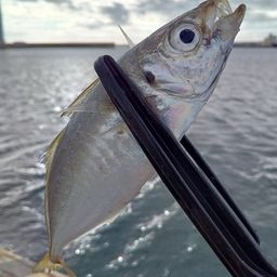 マアジ
