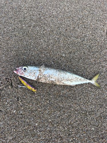 日川浜海岸