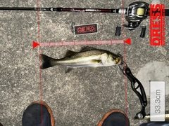 シーバスの釣果