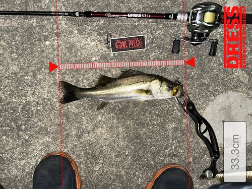 シーバスの釣果