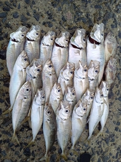 マアジの釣果