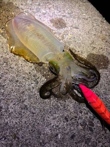 アオリイカの釣果