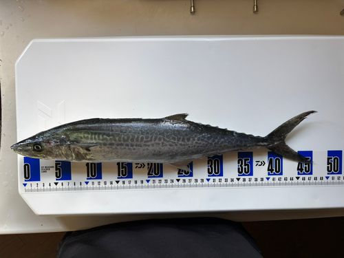 サゴシの釣果