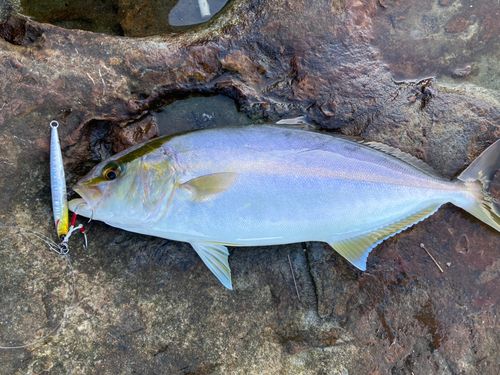 シオの釣果