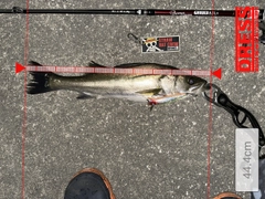 シーバスの釣果