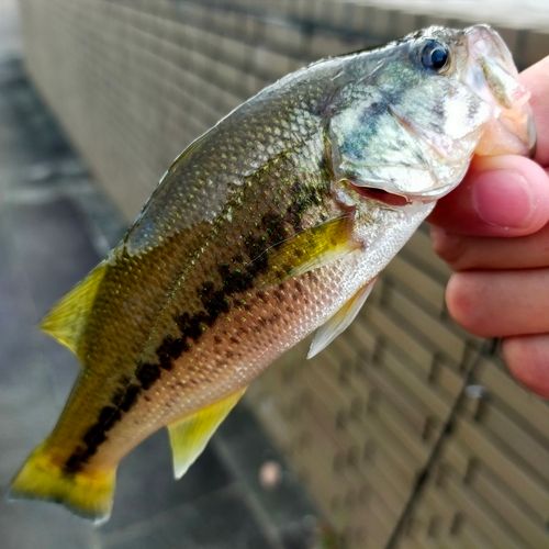 ブラックバスの釣果