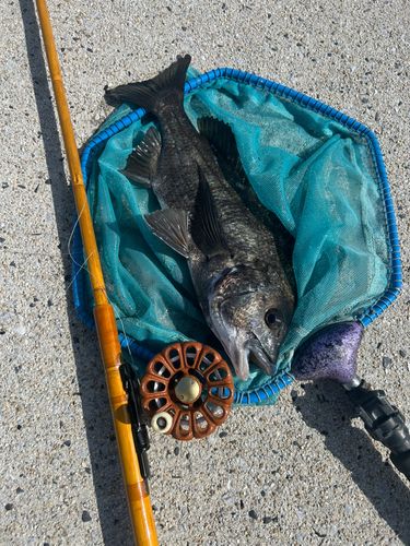 チヌの釣果