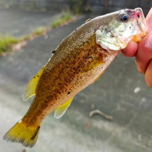 ブラックバスの釣果