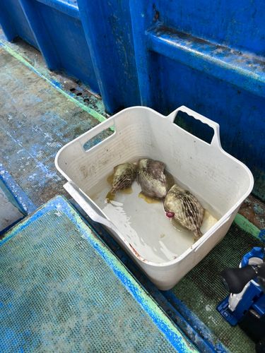 カワハギの釣果