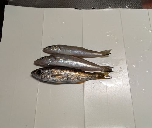 伊勢湾湾奥