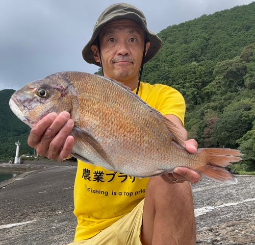 尾鷲湾