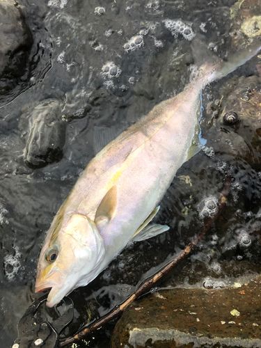 ネリゴの釣果
