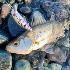 セイゴ(ヒラスズキ)の釣果