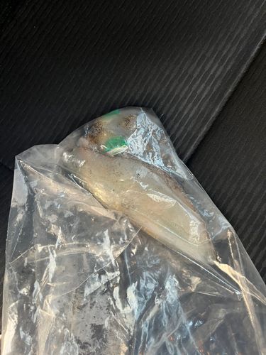 紀伊水道