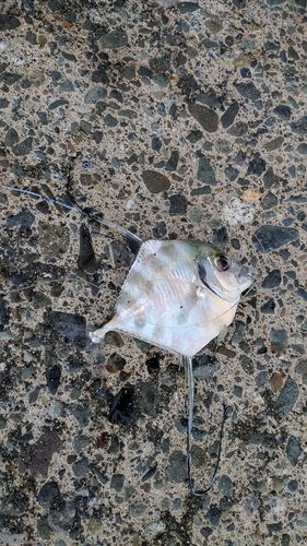イトヒキアジの釣果