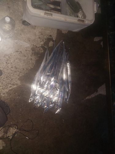 タチウオの釣果