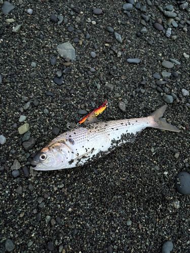 コノシロの釣果